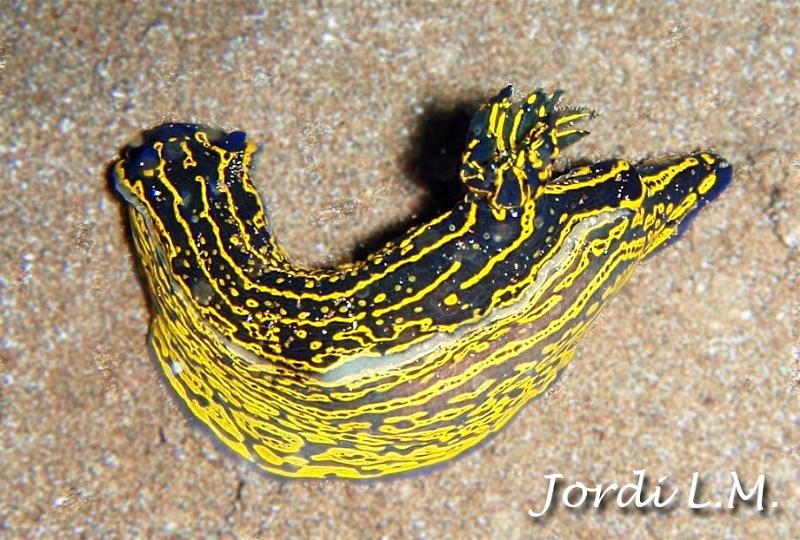 Babosa de mar ( hypselodoris picta ).jpg